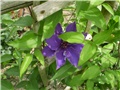 clematis